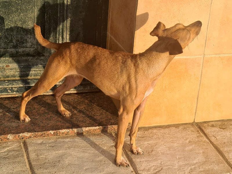 CANELA.fröhliches, lebensbeahendes, verschmustes Mädchen sucht ihr Für-Immer-Zuhause