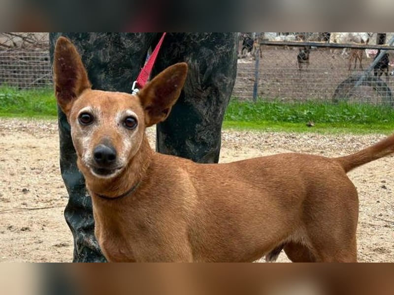 ZUMA-liebevoller Podenco mit großem Herz sucht sein Zuhause für immer