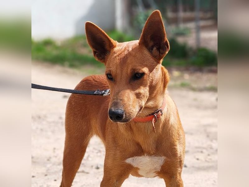 POLLOCK-verschmuster, anhänglicher, liebevoller Bub sucht sehnsüchtig liebevolles Zuhause