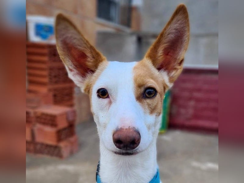 Zuckersüßer DEXTER-sanfter, zärtlicher, sensibel, neugierig, verspielte Bub sucht  Für-immer-Zuhause