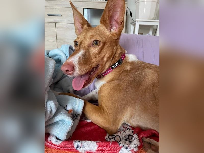 ZOEY-wartet sehnsüchtig auf Pflegestelle in 76756 Bellheim auf ihr Für-immer-Zuhause, gerne mit Lucy