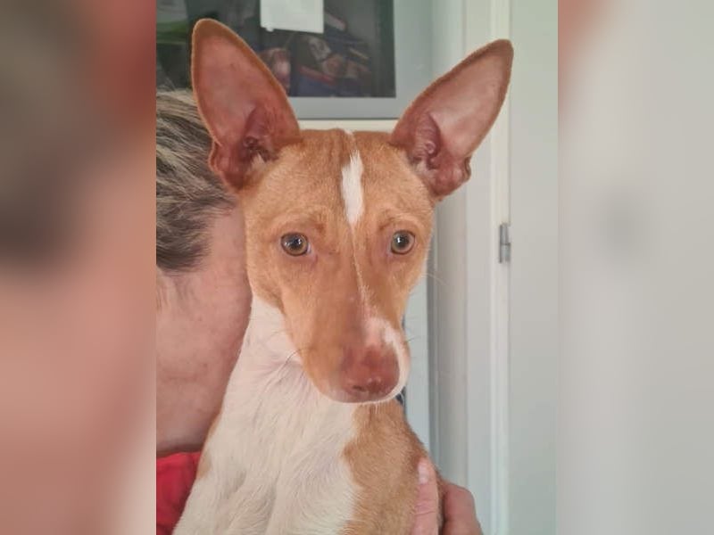 Zuckersüße FRIDA wartet sehnsüchtig auf ihr liebevolles Für-immer-Zuhause