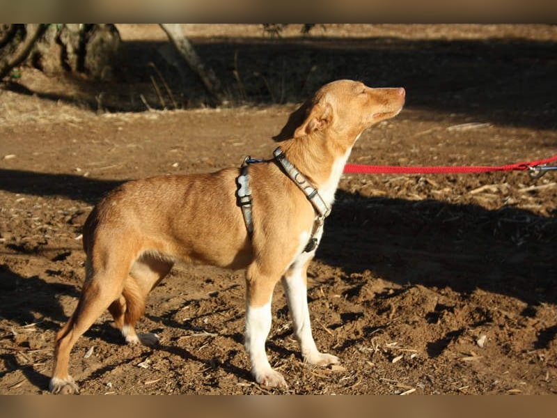 ARIEL-wunderschöne kleine Traumpodenca, sucht ihr liebevolle Zuhause