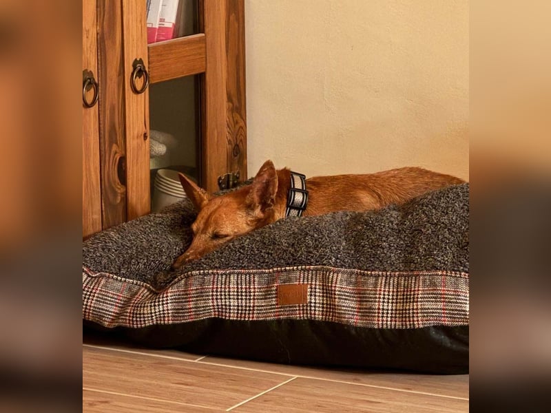 VIKTORIA-verschmust, liebevoll, unaufgeregt, läuft vorbildlich an der Leine-sucht Zuhause