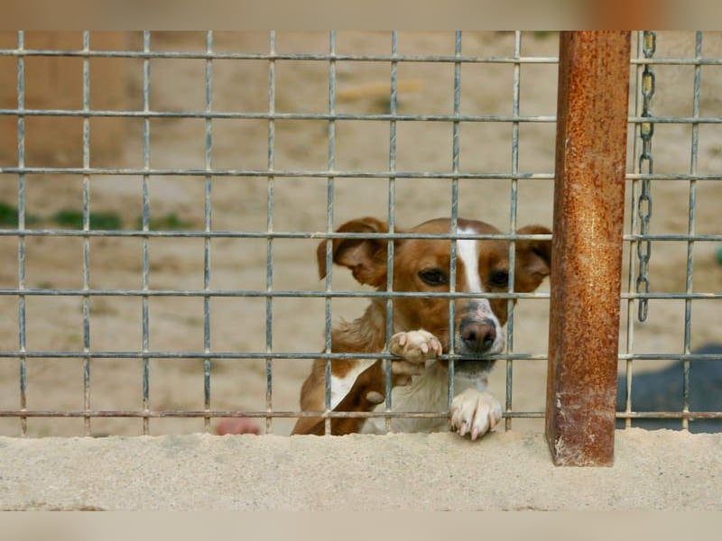 CANELA-jung, dynamisch, verschmust und auf der Suche nach leibevollem Für-immer-Zuhause