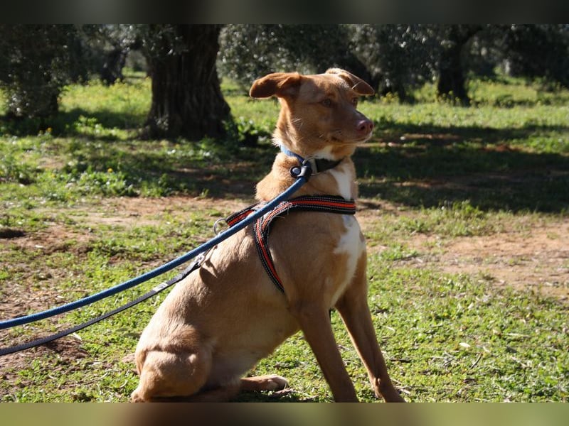 CAMPEONA-aus Tötung gerettet wartet sie auf liebevolles "Für-immer-Zuhause"