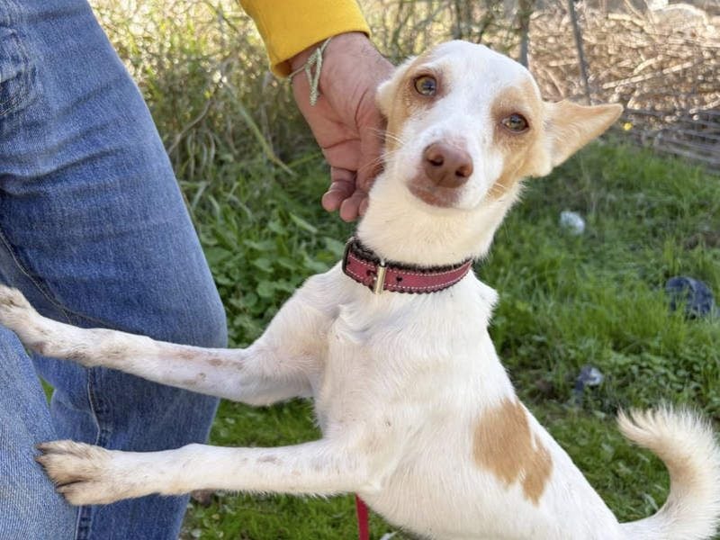 ELIO-friedlicher, ruhiger, ausgeglichener Bub sucht sein warmes, liebevolles Zuhause