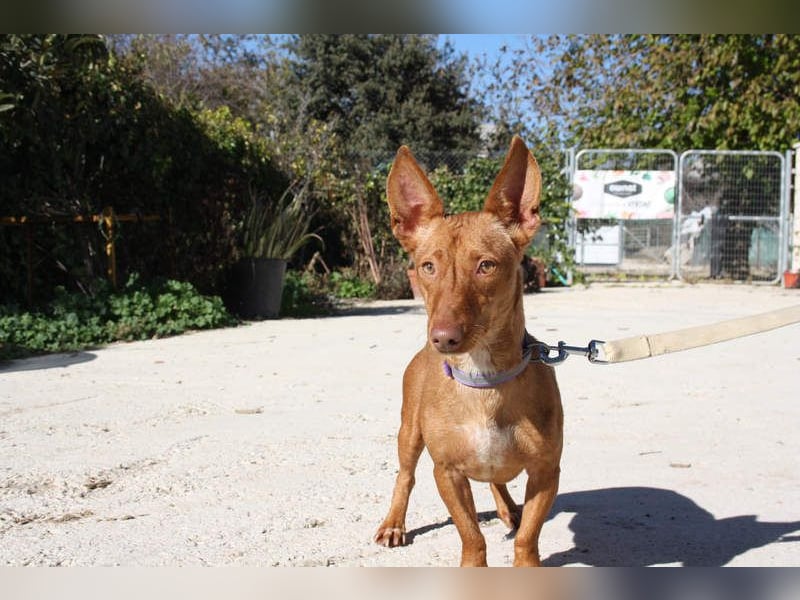 INMA-braucht dringend eine Familie der sie für den Rest ihres Lebens vertrauen kann