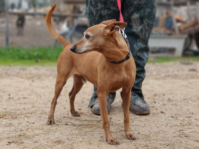 ZUMA-liebevoller Podenco mit großem Herz sucht sein Zuhause für immer