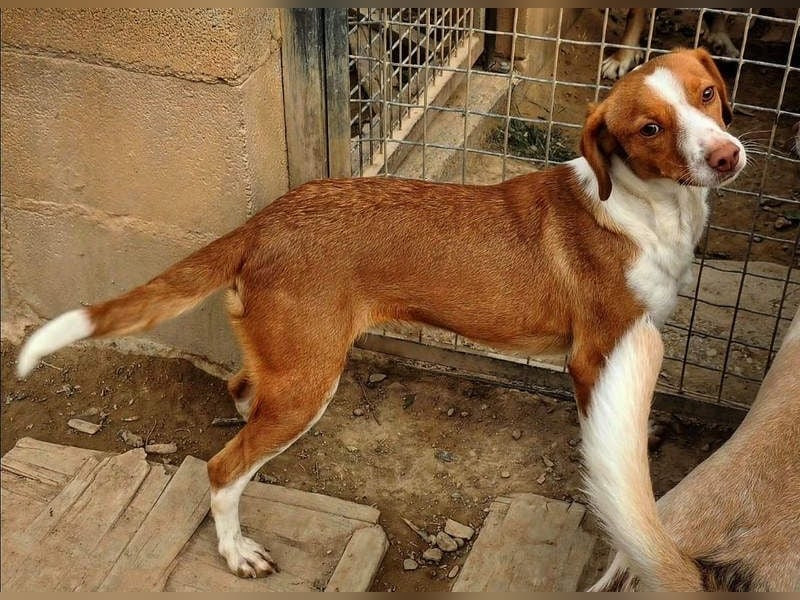 FINTIS- freundliches, bewegungsfreudiges, etwas schüchternes Mädchen sucht ihr liebevolles Zuhause