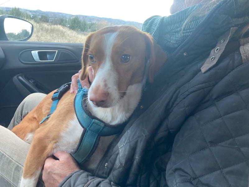 FINTIS- freundliches, bewegungsfreudiges, etwas schüchternes Mädchen sucht ihr liebevolles Zuhause