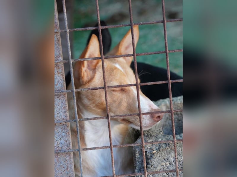 CANELO- wartet in 83146 Surheim auf liebevolles Zuhause