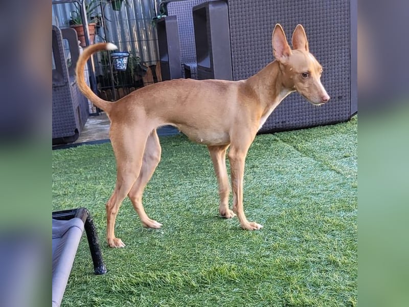 ELSA-liebevolles, zärtliches, kontaktfreudiges Mädchen sucht liebevolles Für-immer-Zuhause