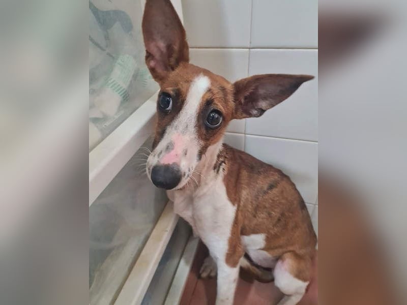 Bezaubernde FANI- kleine, zarte Fee sucht ihr liebevolles "Für-immer-Zuhause