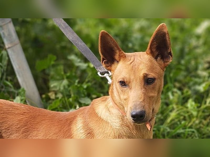 POLLOCK-verschmuster, anhänglicher, liebevoller Bub sucht sehnsüchtig liebevolles Zuhause