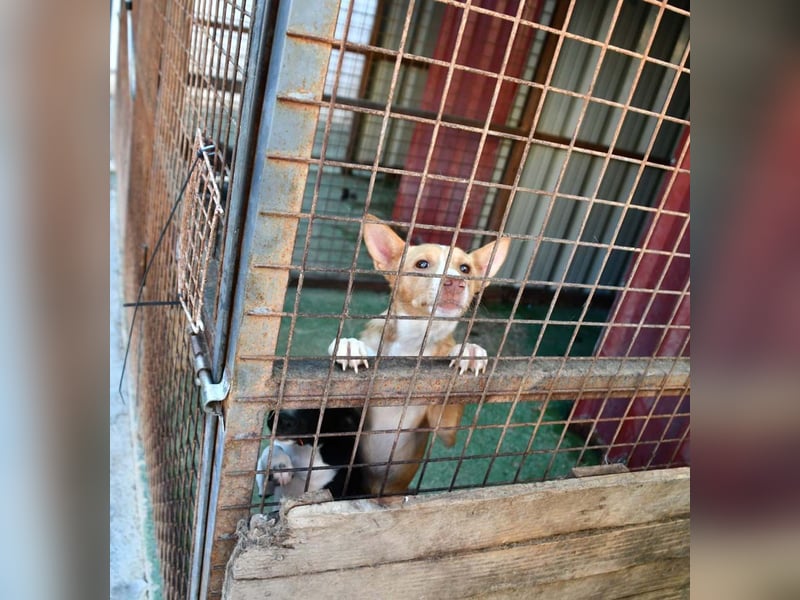 CANELO- wartet in 83146 Surheim auf liebevolles Zuhause