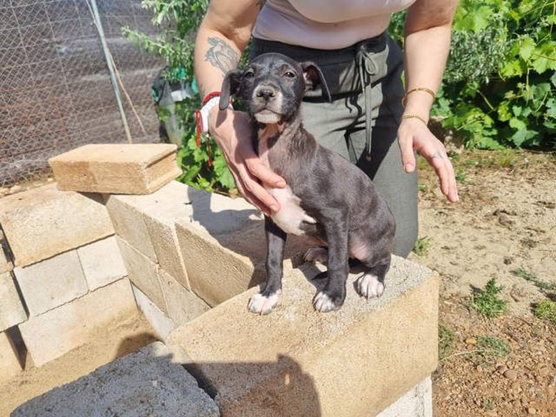 MINNESOTA-eine Herzensbrecherin sucht liebevolles, fürsorgliches Für-immer-Zuhause