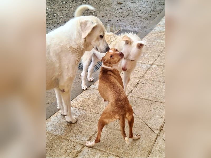 Zuckersüße FRIDA wartet sehnsüchtig auf ihr liebevolles Für-immer-Zuhause