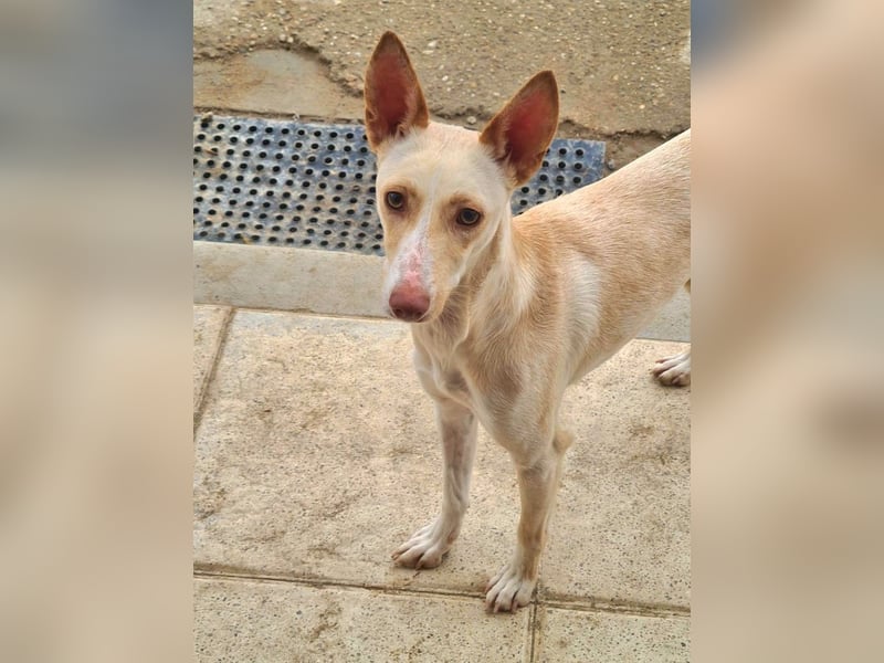 ARENA-sehr liebes, zartes, schüchternes Mädchen wartet auf ihre liebevolle Familie