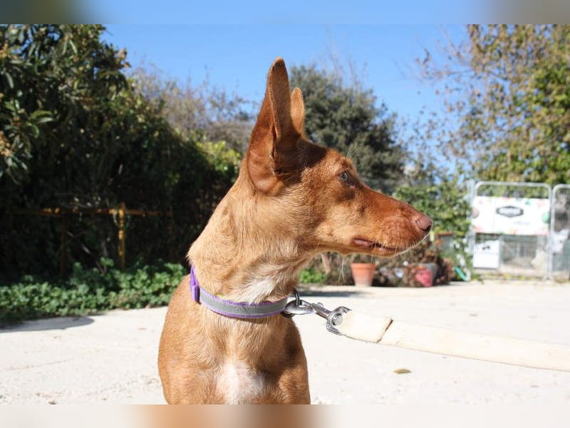 INMA-braucht dringend eine Familie der sie für den Rest ihres Lebens vertrauen kann