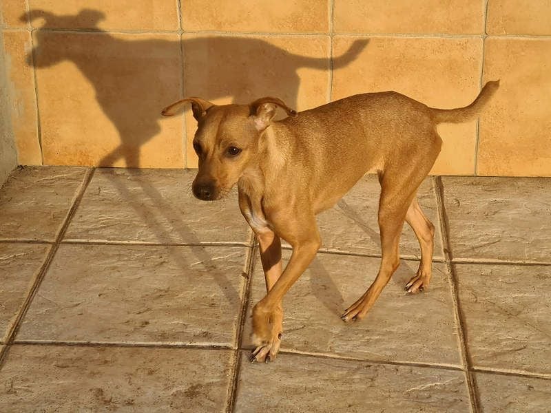 CANELA.fröhliches, lebensbeahendes, verschmustes Mädchen sucht ihr Für-Immer-Zuhause