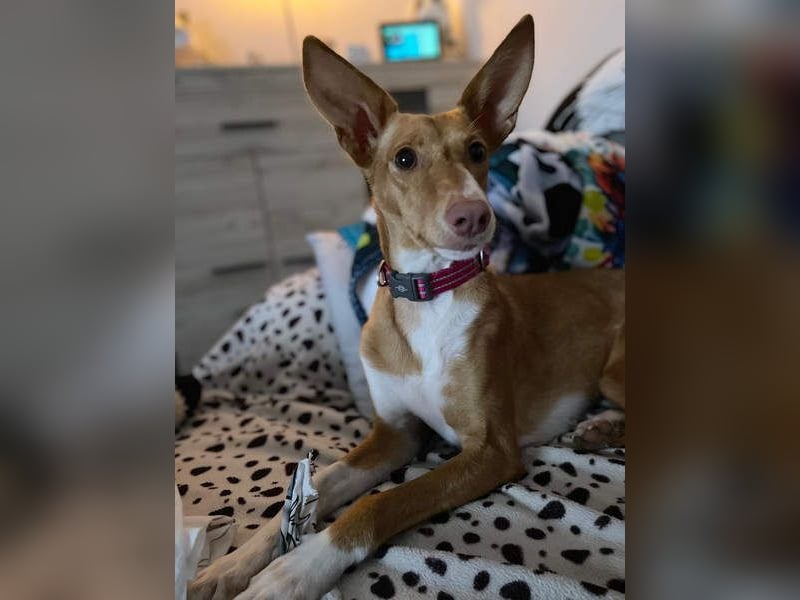 ZOEY-wartet sehnsüchtig auf Pflegestelle in 76756 Bellheim auf ihr Für-immer-Zuhause, gerne mit Lucy