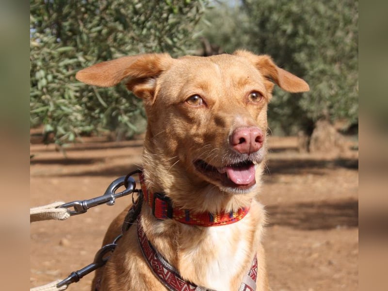 CAMPEONA-aus Tötung gerettet wartet sie auf liebevolles "Für-immer-Zuhause"