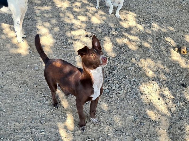 LANDO-freundlicher, fröhlicher, sanfter Bub sucht sein liebevolles Für-immer-Zuhause