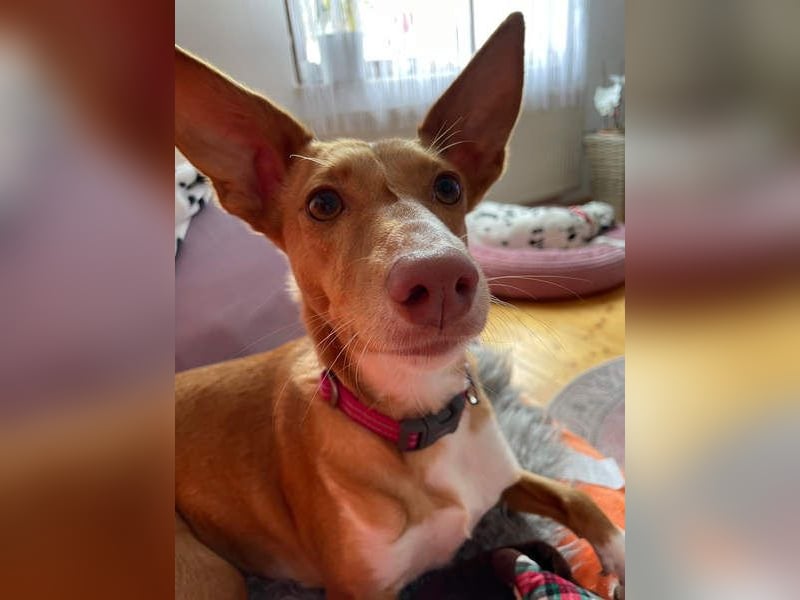 ZOEY-wartet sehnsüchtig auf Pflegestelle in 76756 Bellheim auf ihr Für-immer-Zuhause, gerne mit Lucy