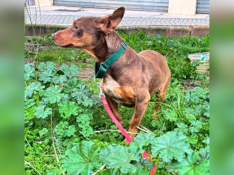 TOCHO- wartet ab 18.4.26 in 88662 Überlingen
