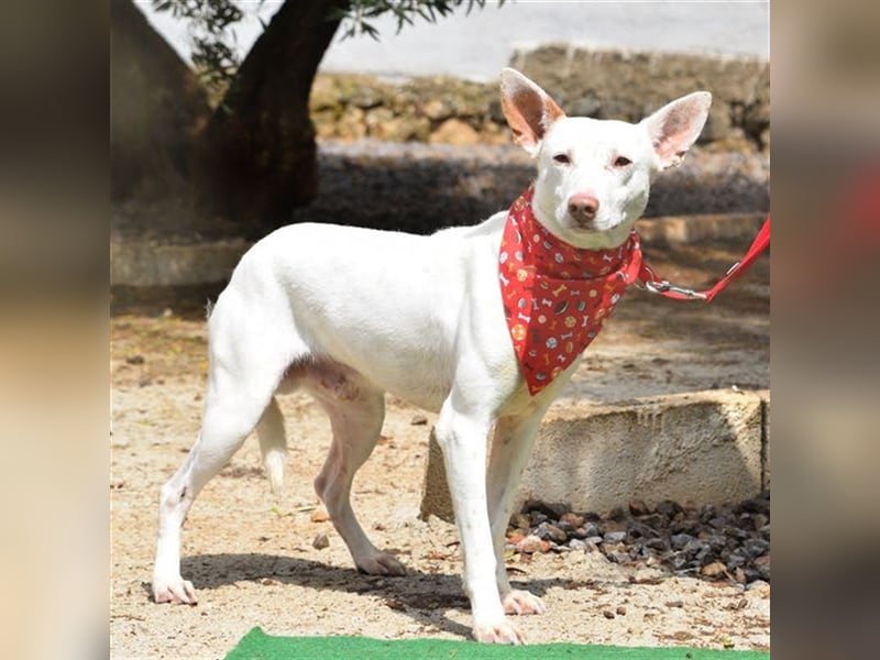 Ruhiger COPY-sehnt sich noch einmal nach einem liebevollen Zuhause