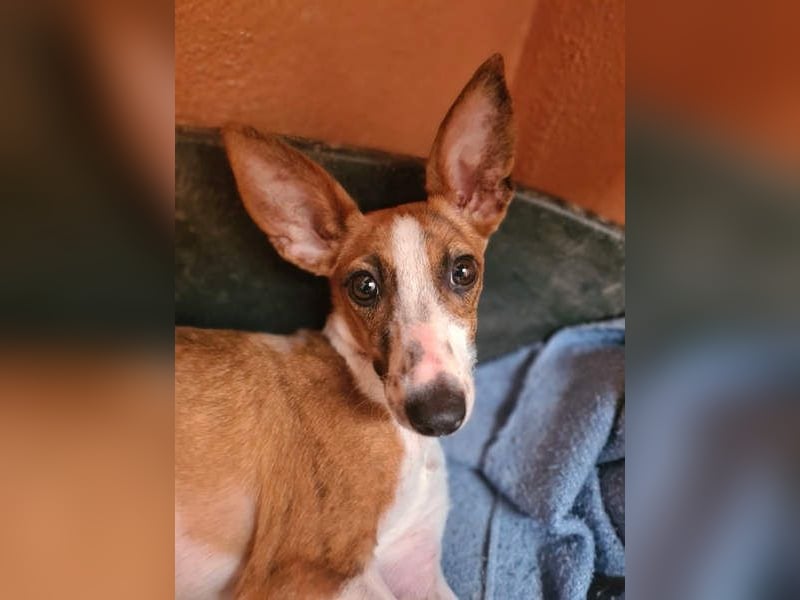 Bezaubernde FANI- kleine, zarte Fee sucht ihr liebevolles "Für-immer-Zuhause