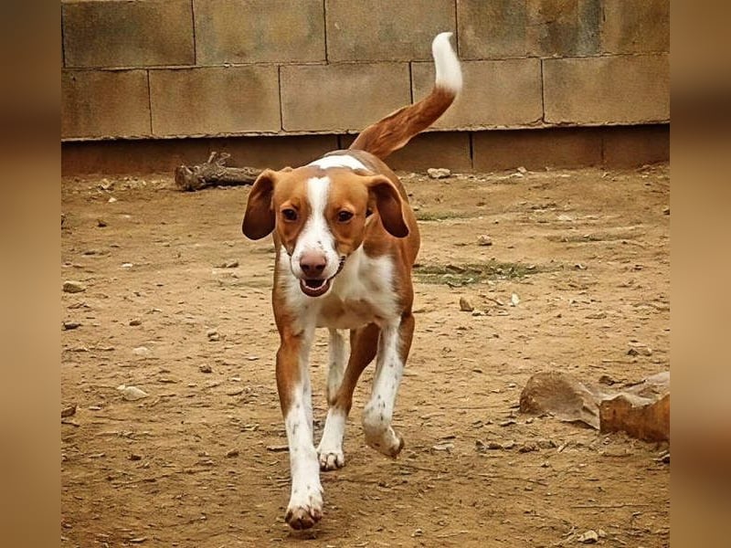 FINTIS- freundliches, bewegungsfreudiges, etwas schüchternes Mädchen sucht ihr liebevolles Zuhause