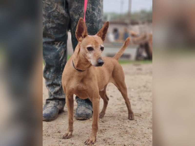 ZUMA-liebevoller Podenco mit großem Herz sucht sein Zuhause für immer