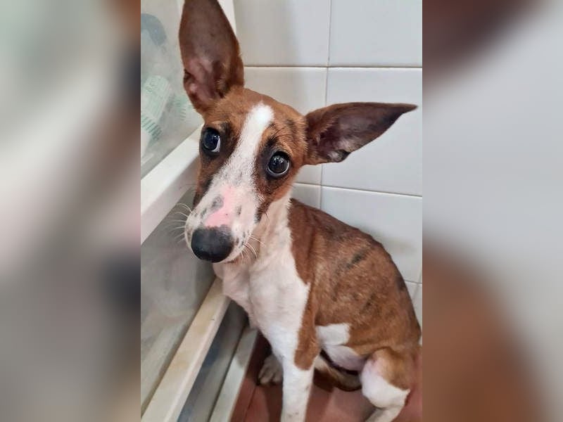 Bezaubernde FANI- kleine, zarte Fee sucht ihr liebevolles "Für-immer-Zuhause