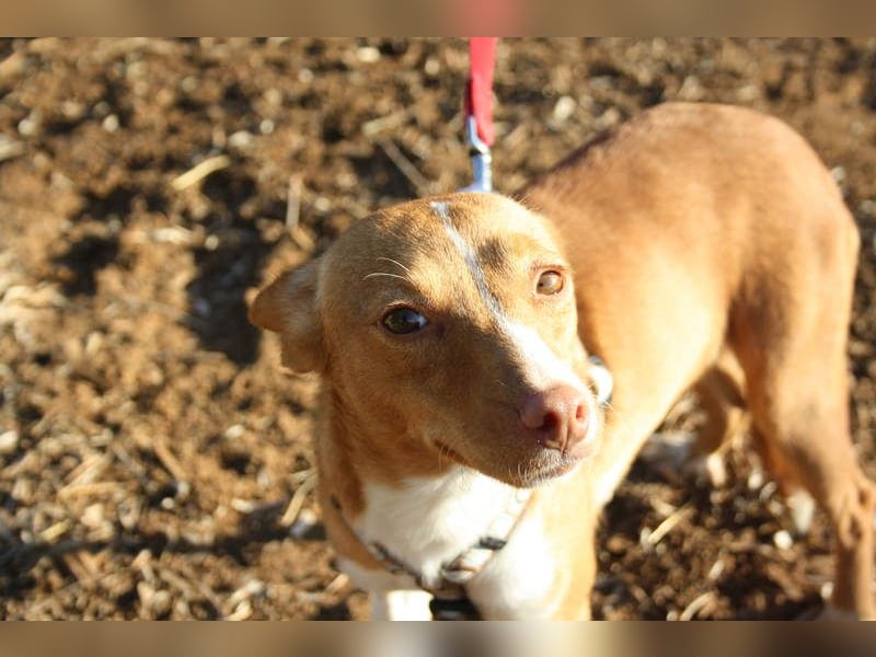 ARIEL-wunderschöne kleine Traumpodenca, sucht ihr liebevolle Zuhause