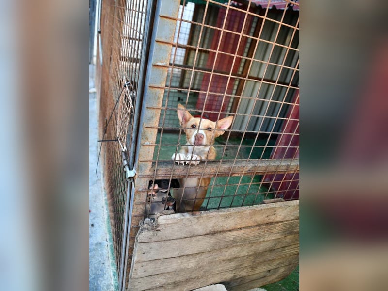 CANELO- wartet in 83146 Surheim auf liebevolles Zuhause