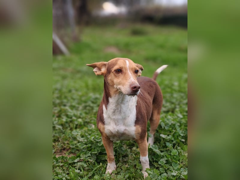 NAYA-braucht dringend wieder eine liebevolle, aktive Familie. Sie ist