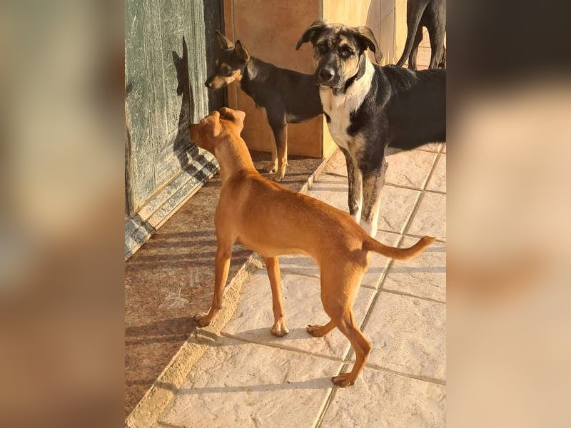 CANELA.fröhliches, lebensbeahendes, verschmustes Mädchen sucht ihr Für-Immer-Zuhause