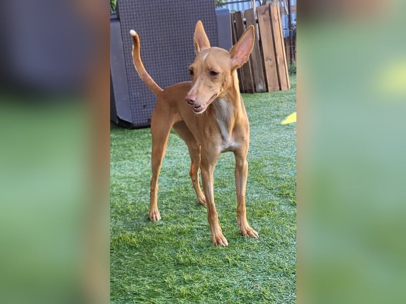 ELSA-liebevolles, zärtliches, kontaktfreudiges Mädchen sucht liebevolles Für-immer-Zuhause