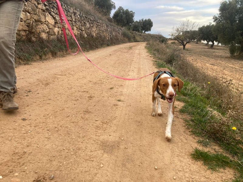 FINTIS- freundliches, bewegungsfreudiges, etwas schüchternes Mädchen sucht ihr liebevolles Zuhause