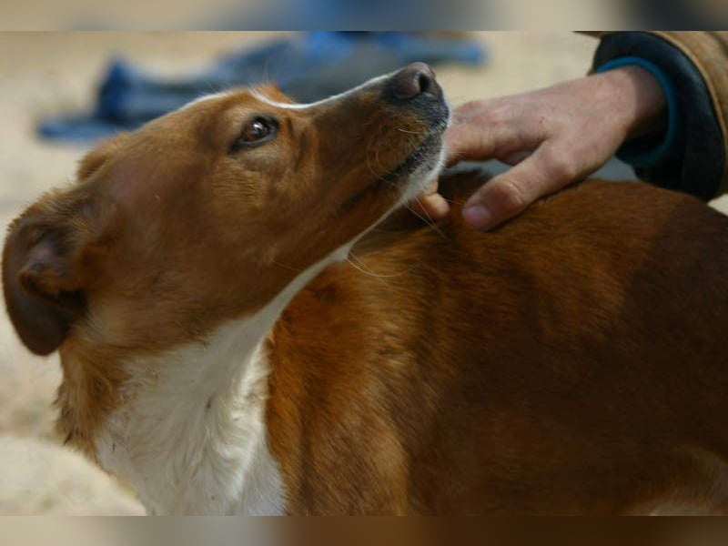 CANELA-jung, dynamisch, verschmust und auf der Suche nach leibevollem Für-immer-Zuhause