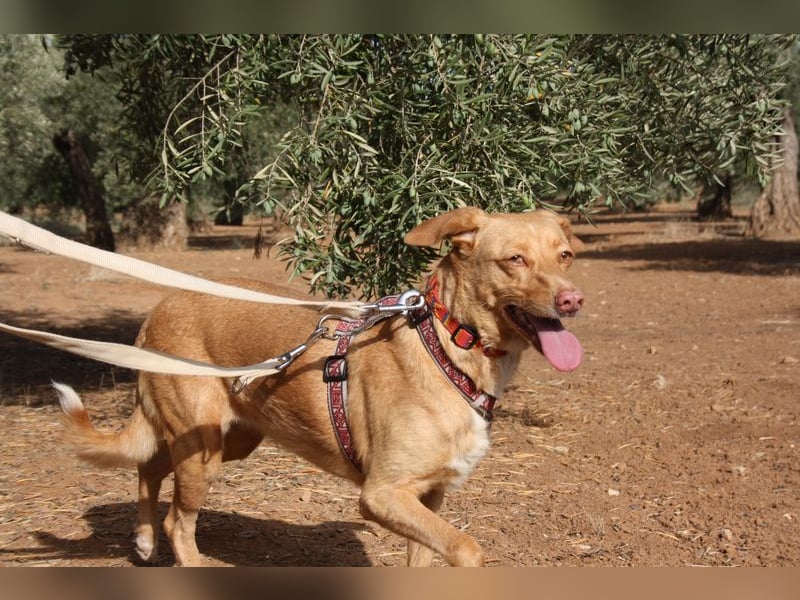 CAMPEONA-aus Tötung gerettet wartet sie auf liebevolles "Für-immer-Zuhause"