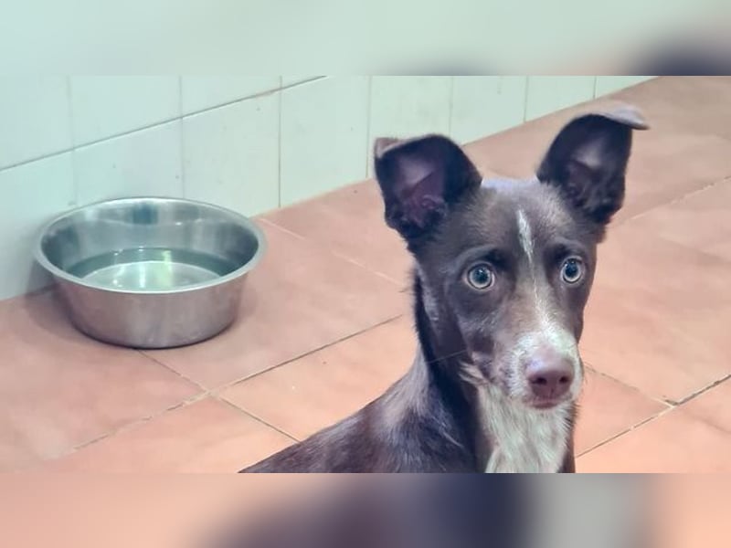 LANDO-freundlicher, fröhlicher, sanfter Bub sucht sein liebevolles Für-immer-Zuhause