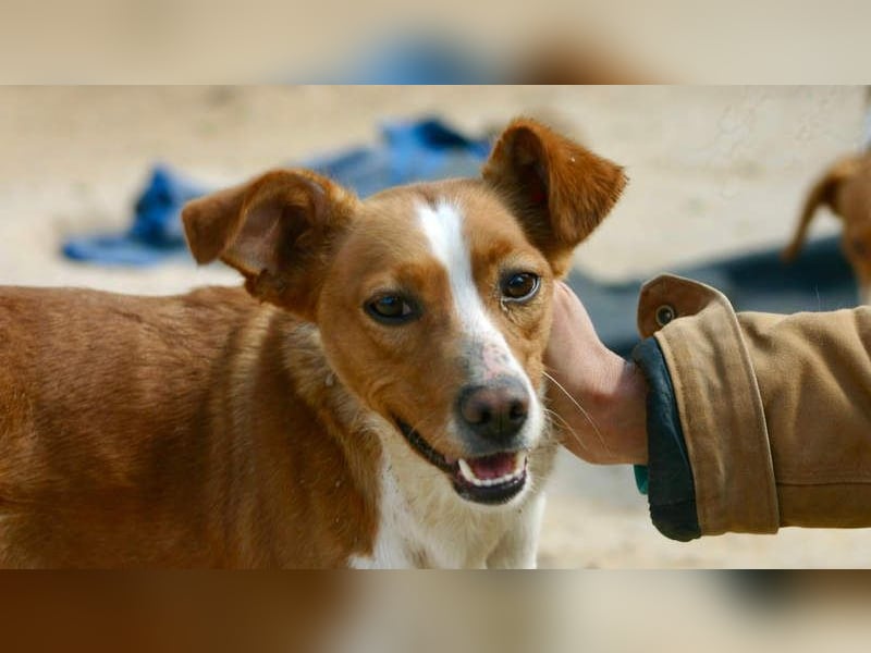 CANELA-jung, dynamisch, verschmust und auf der Suche nach leibevollem Für-immer-Zuhause