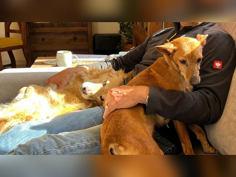 VIKTORIA-verschmust, liebevoll, unaufgeregt, läuft vorbildlich an der Leine-sucht Zuhause