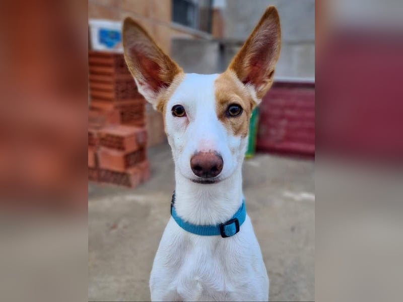 Zuckersüßer DEXTER-sanfter, zärtlicher, sensibel, neugierig, verspielte Bub sucht  Für-immer-Zuhause