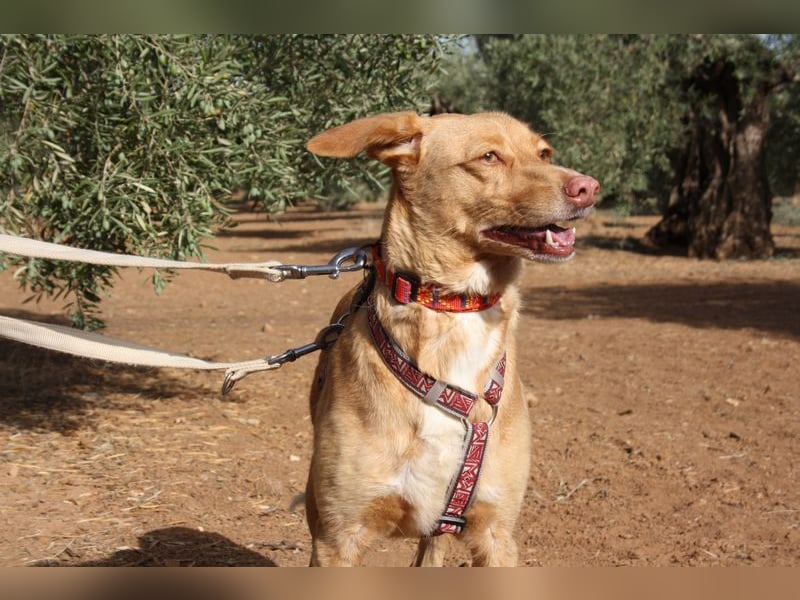 CAMPEONA-aus Tötung gerettet wartet sie auf liebevolles "Für-immer-Zuhause"