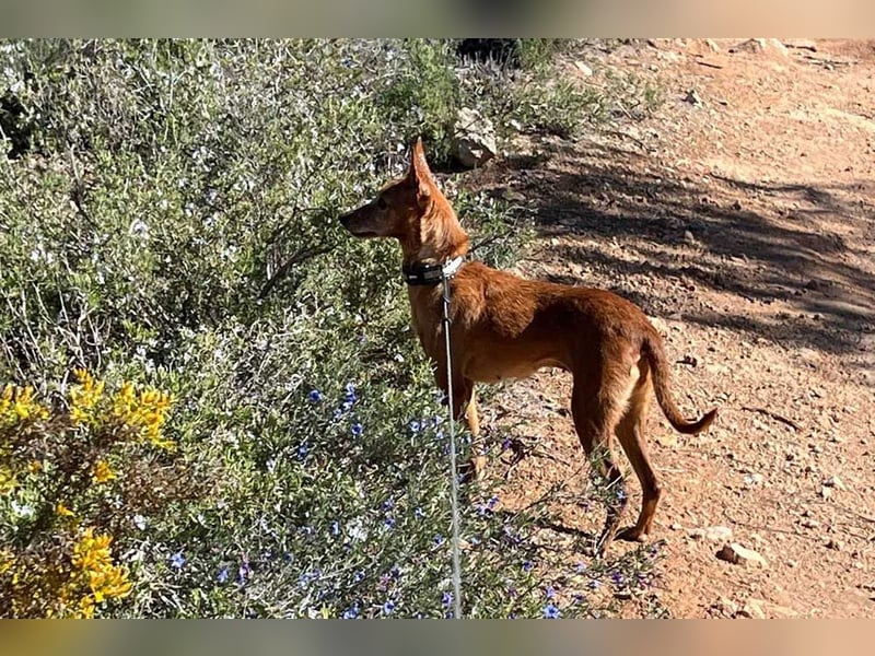 VIKTORIA-verschmust, liebevoll, unaufgeregt, läuft vorbildlich an der Leine-sucht Zuhause