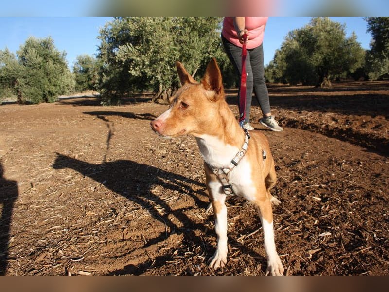 ARIEL-wunderschöne kleine Traumpodenca, sucht ihr liebevolle Zuhause